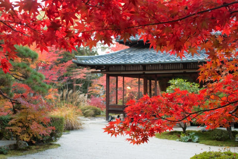 Kyoto in Autumn, Fall
