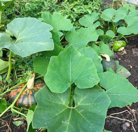 squash agrodulce garden