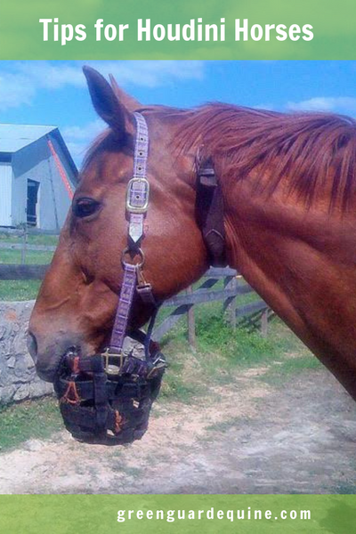 horse escapes from muzzle