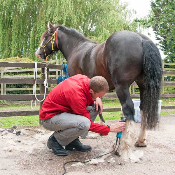 body clipping a horse