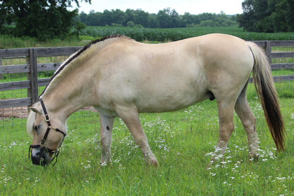 butterbean greenguard grazing muzzle