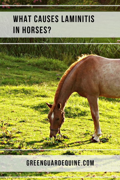 causes of laminitis in horses