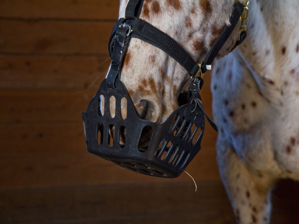 why do horses wear masks