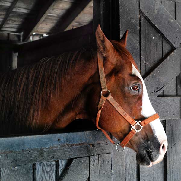 horse barn management tips
