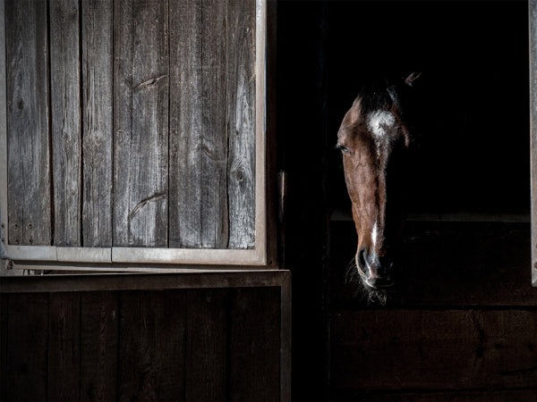 horse in stable