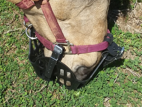 The edges of the muzzle are not touching the nose as this horse grazes.