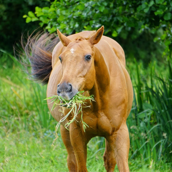 equine grazing muzzle