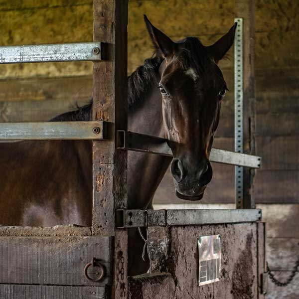 home horse hoof care