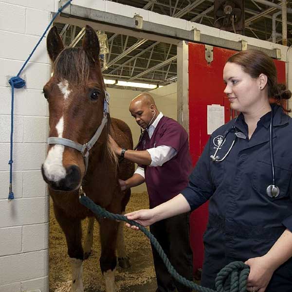 horse vaccines