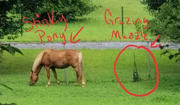 houdini horse and grazing muzzle