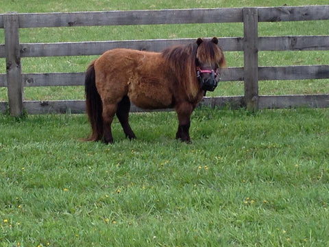 cushings pony