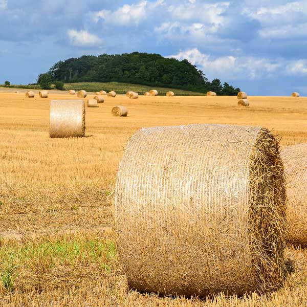 best hay for winter