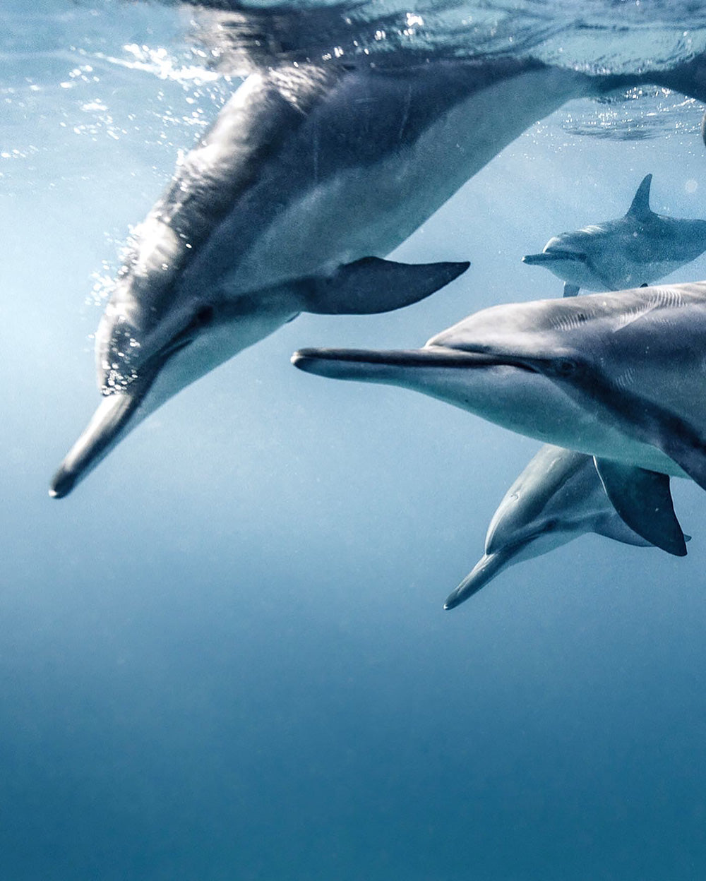 dolphins playing in the sea