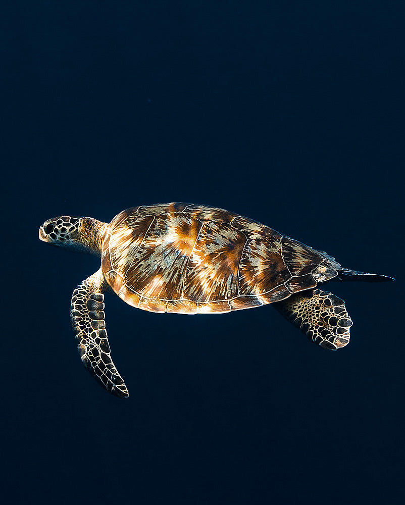 turtle on blue background