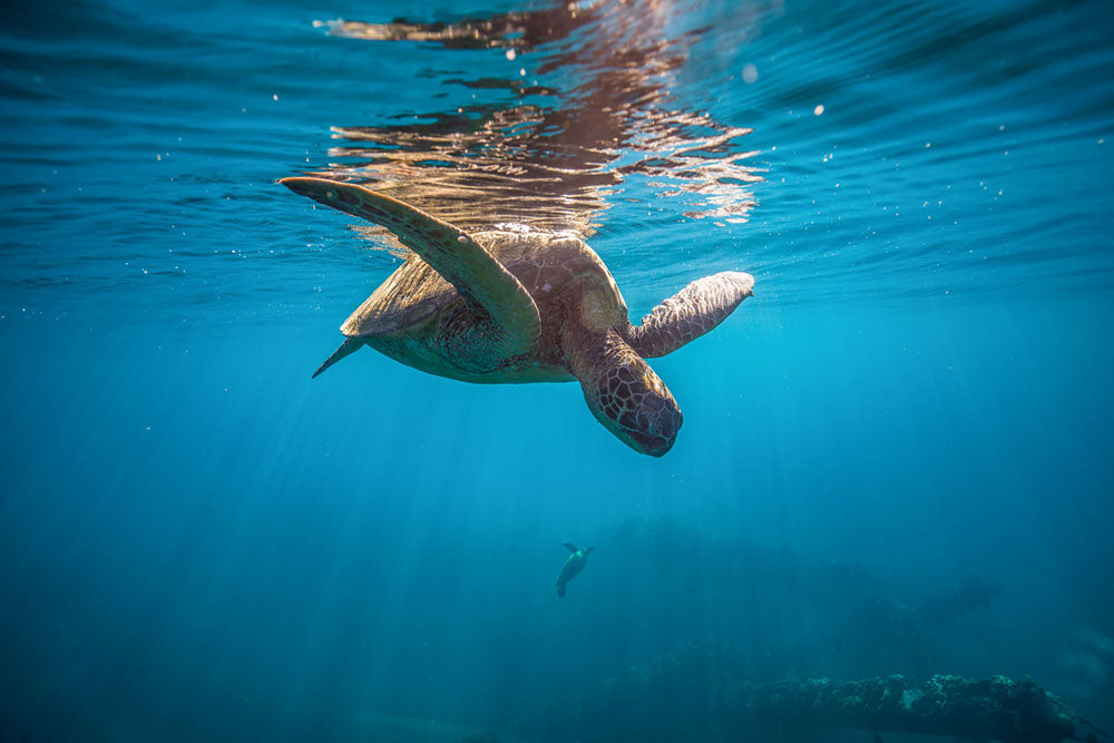 karim iliya sea turtle in hawaii
