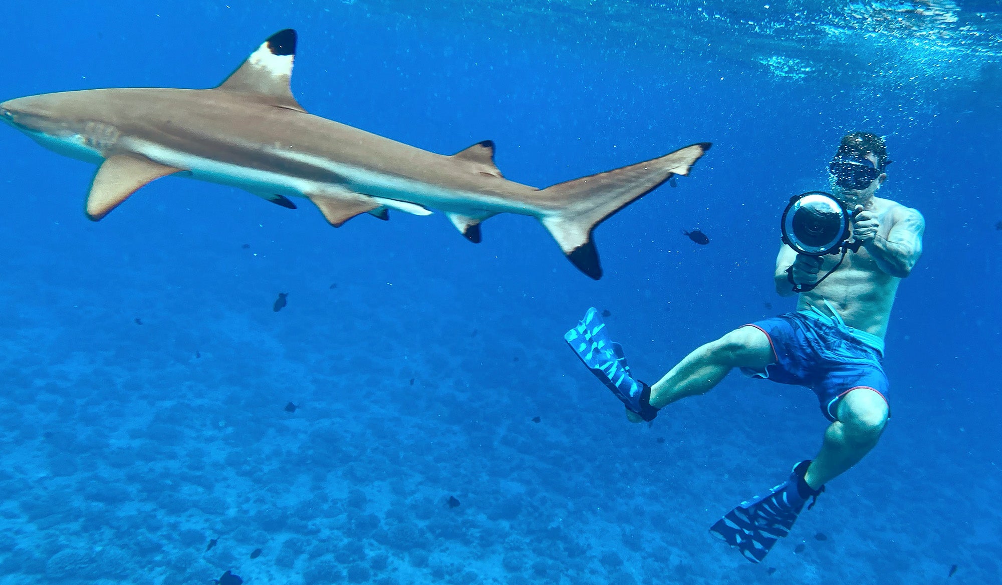 john kincaid photographing a shark