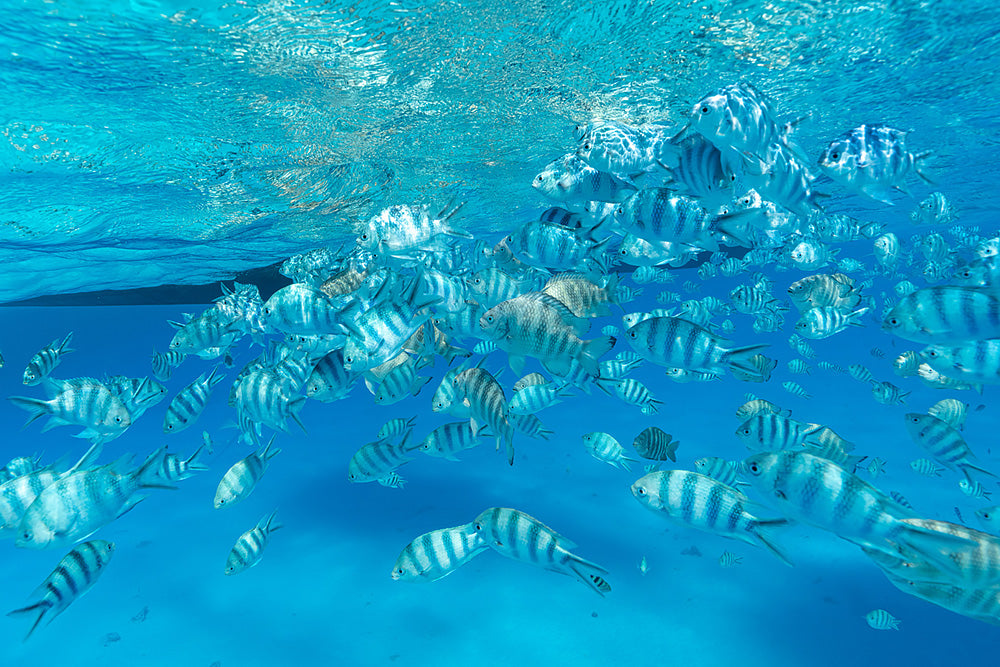 marine life in bora bora