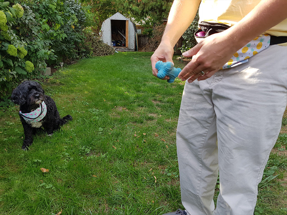 Fanny Packs hold all your dog treats