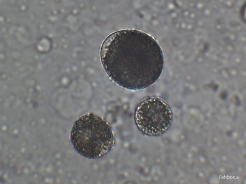Trije paraziti oodinium pod mikroskopom izgledajo kot temne kroglice