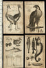 Natural History birds fish Falcon 1754 Thomas Jefferys engraved print lot x 4
