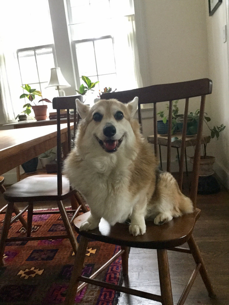 Cantaberry Dining Chair - We love our pets