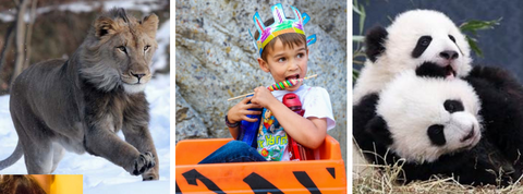 Calgary Zoo kids birthday party