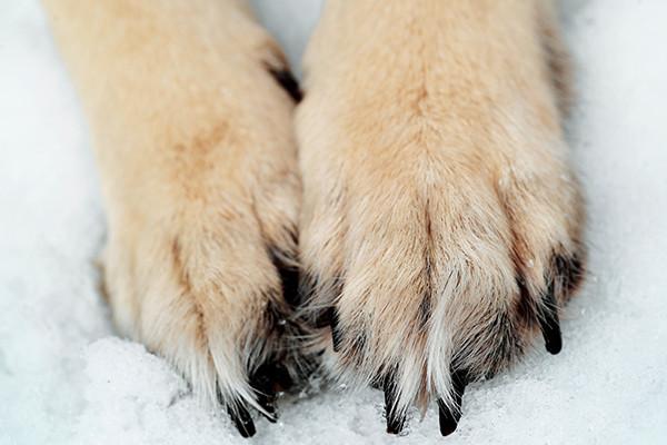 anti digging dog boots