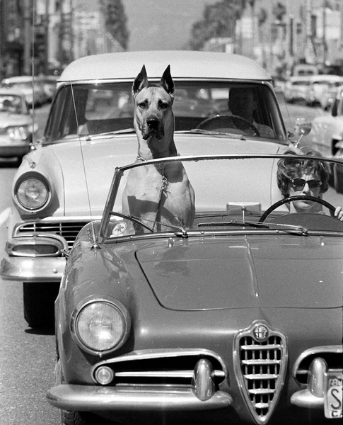 A Great Dane riding shotgun in a sports car. Hollywood, California 1961.