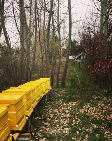 honey bee yard with hives 