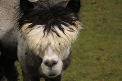 grey alpaca