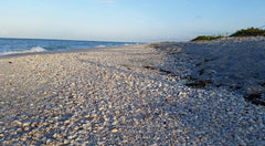Bowmans Beach Shell Pile