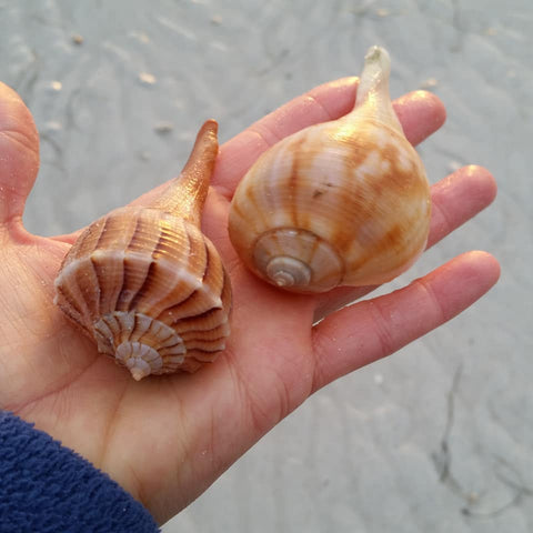 Lightning whelk and pear whelk shells at Lighthouse Beach