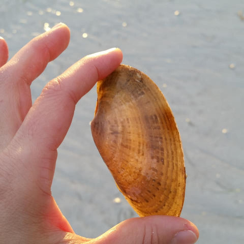 Sunray Venus shell at low tide lighthouse beach Sanibel island
