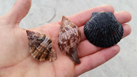 apple murex shell, true tulip shell, black scallop shell lighthouse beach low tide