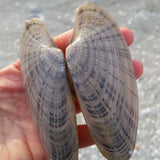 Sunray Venus Clam