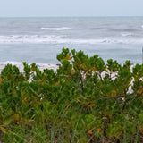 Gulfside City Park Beach