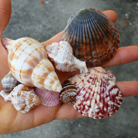 Shells after treatment