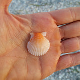 Sunrise Bay Scallop