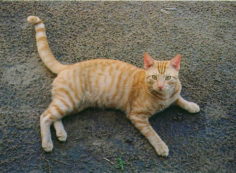 orange striped cat