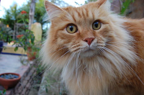 long fur orange cat