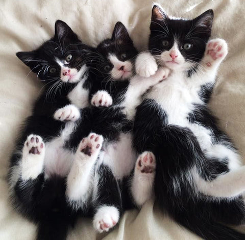 cute kitten cat paws