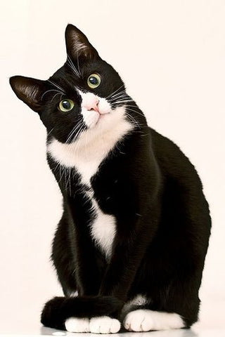 tuxedo cat