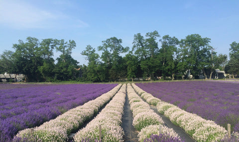 Lavender field with white and purple lavender