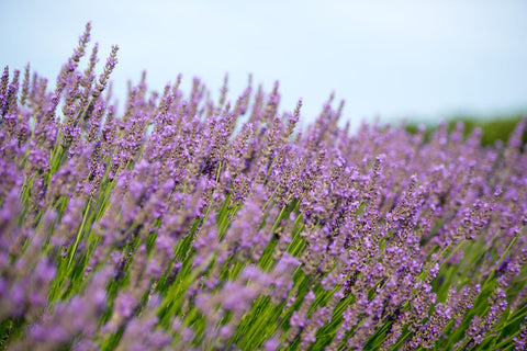 Lavender field