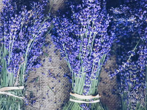 fresh lavender bunches