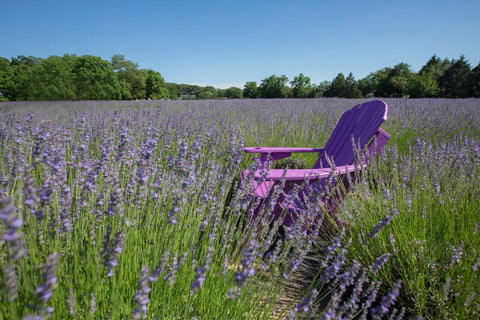 Purple chair in lavender field