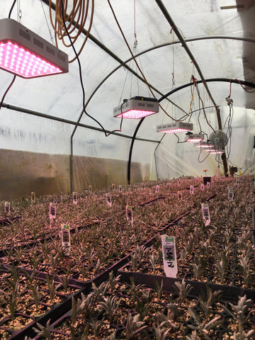 lavender growing