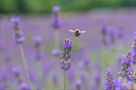 Bee in lavender field