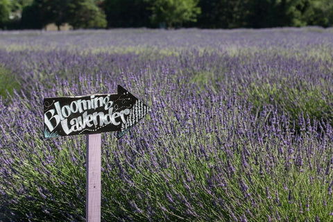 blooming lavender north fork