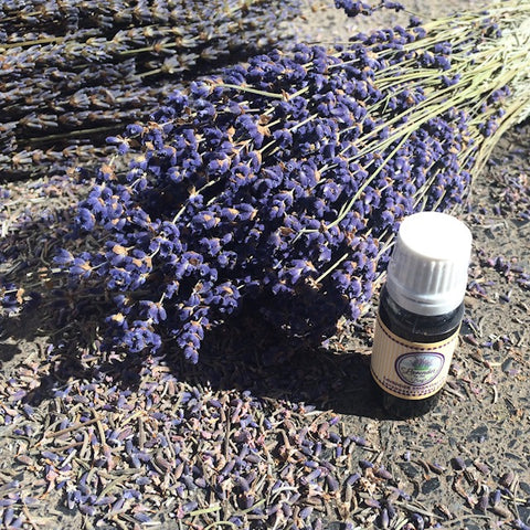 english lavender essential oil